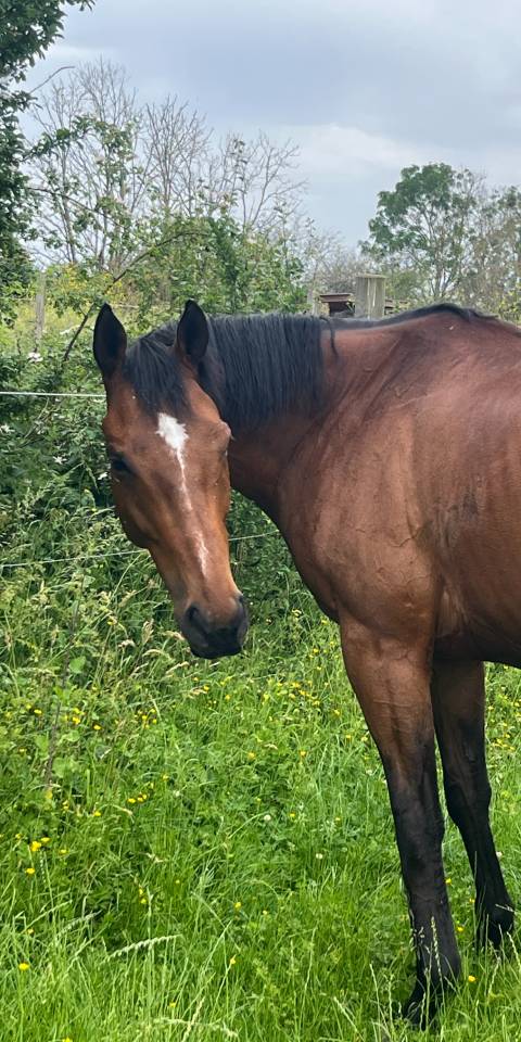 Gelding Thoroughbred For sale 2017 Bay