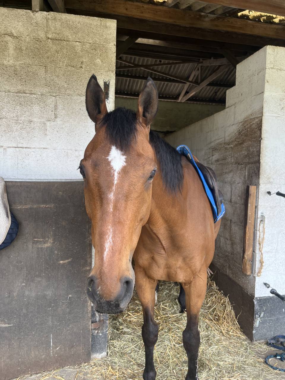 Gelding Thoroughbred For sale 2017 Bay