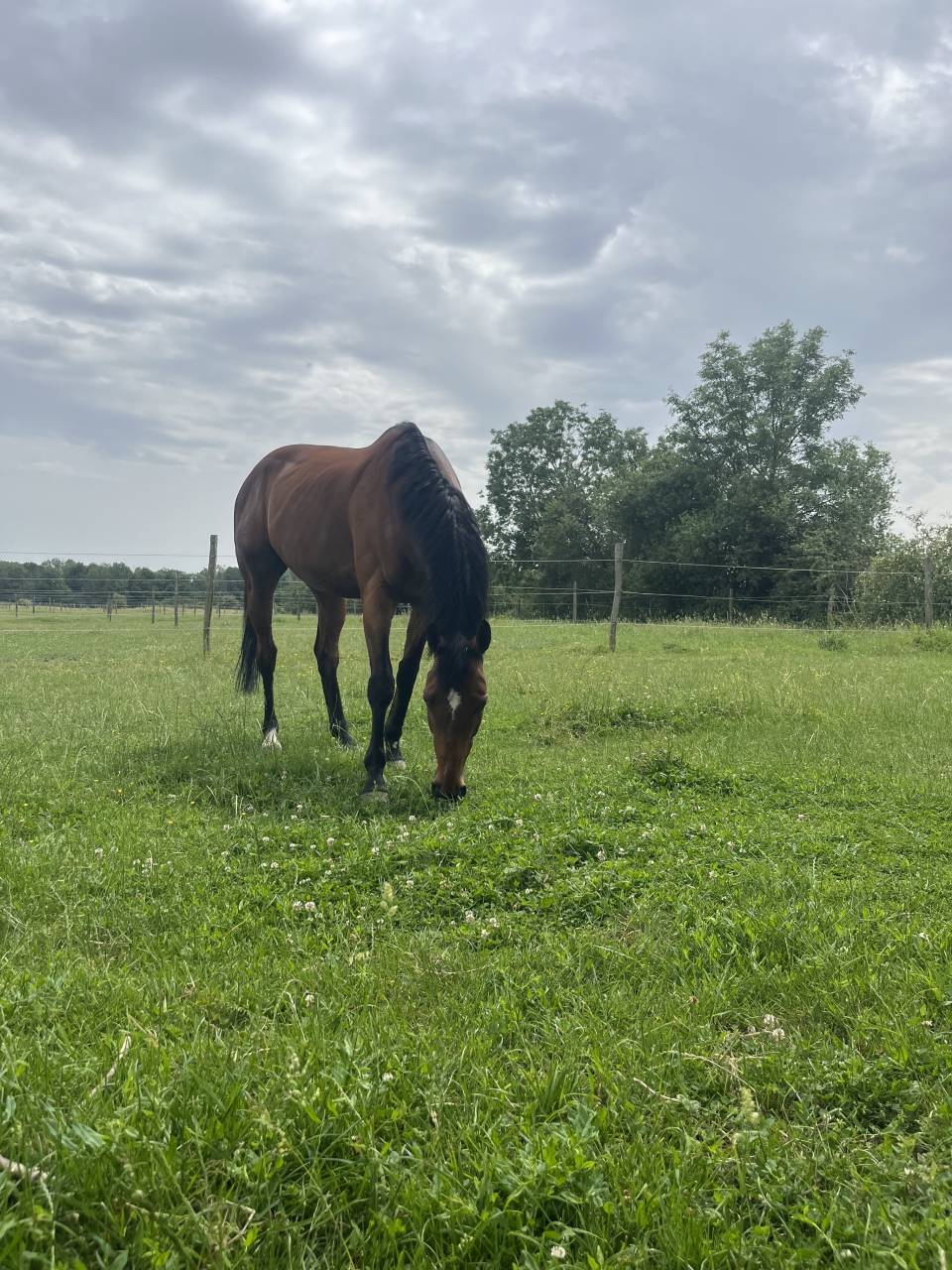 Gelding Thoroughbred For sale 2017 Bay
