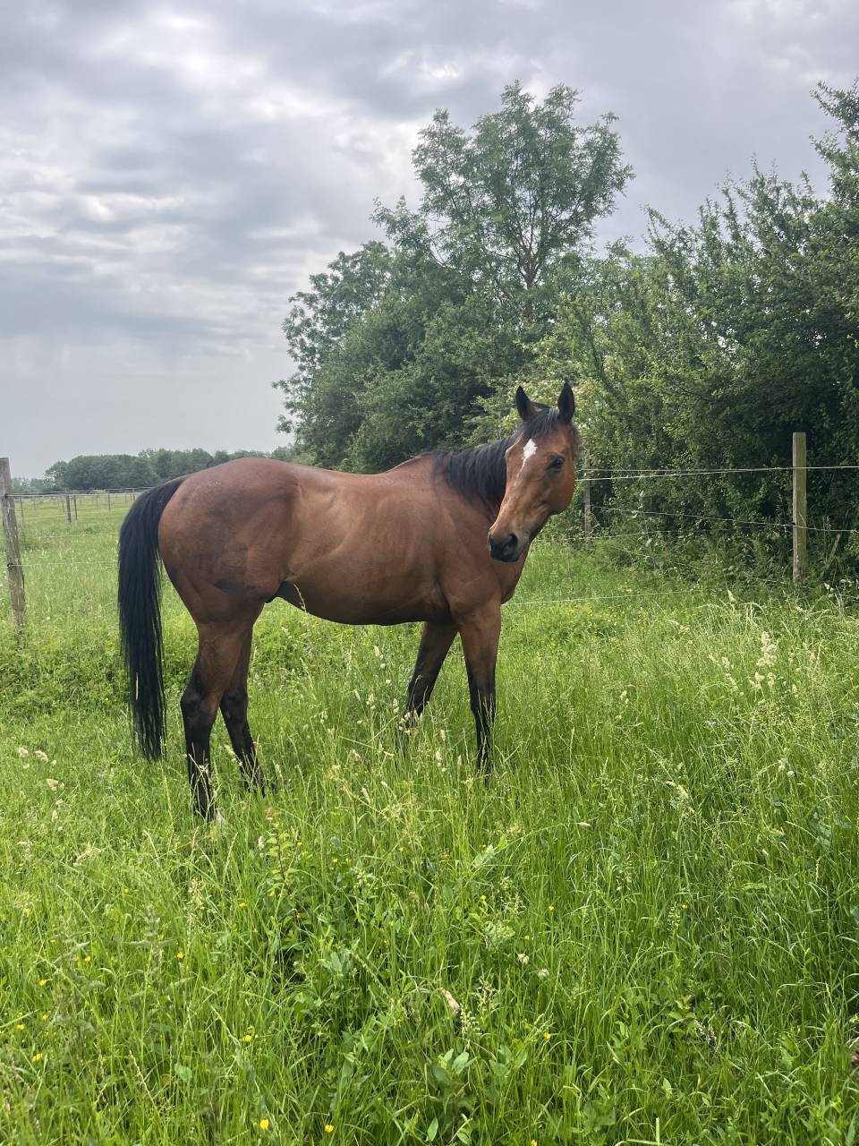 Gelding Thoroughbred For sale 2017 Bay