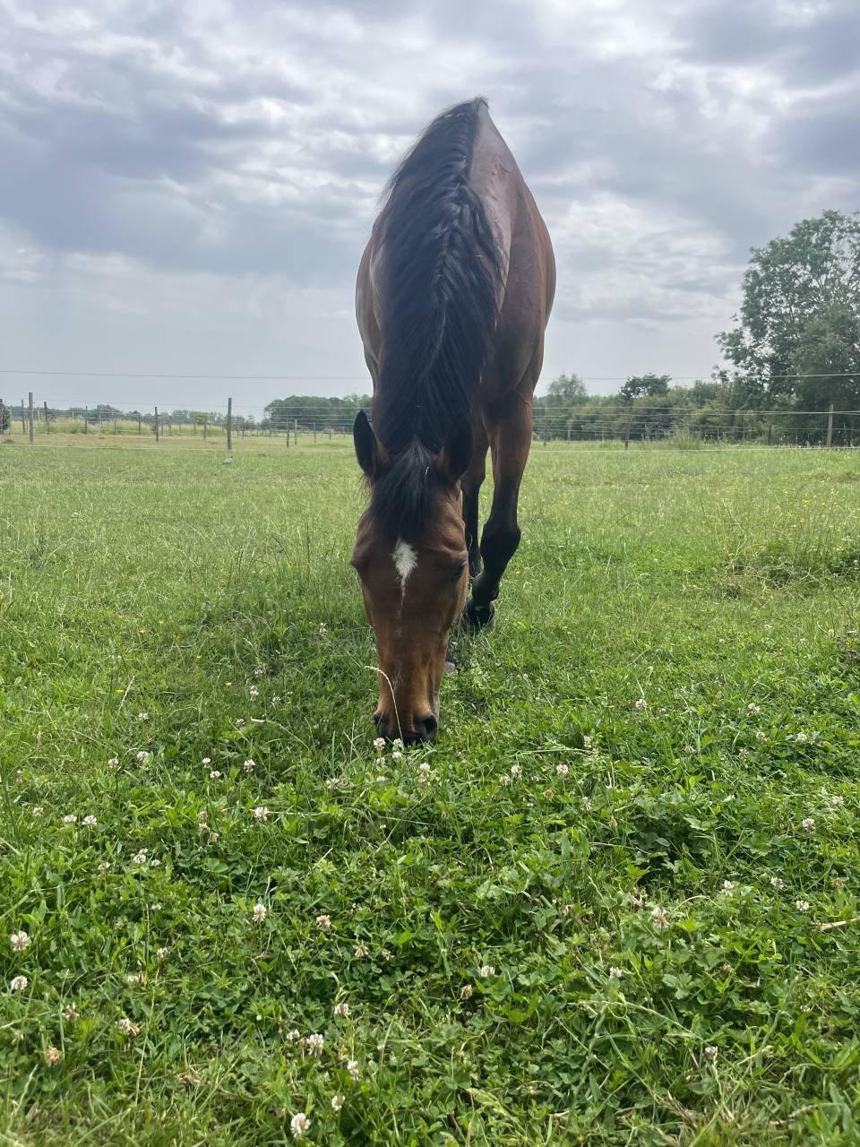 Gelding Thoroughbred For sale 2017 Bay
