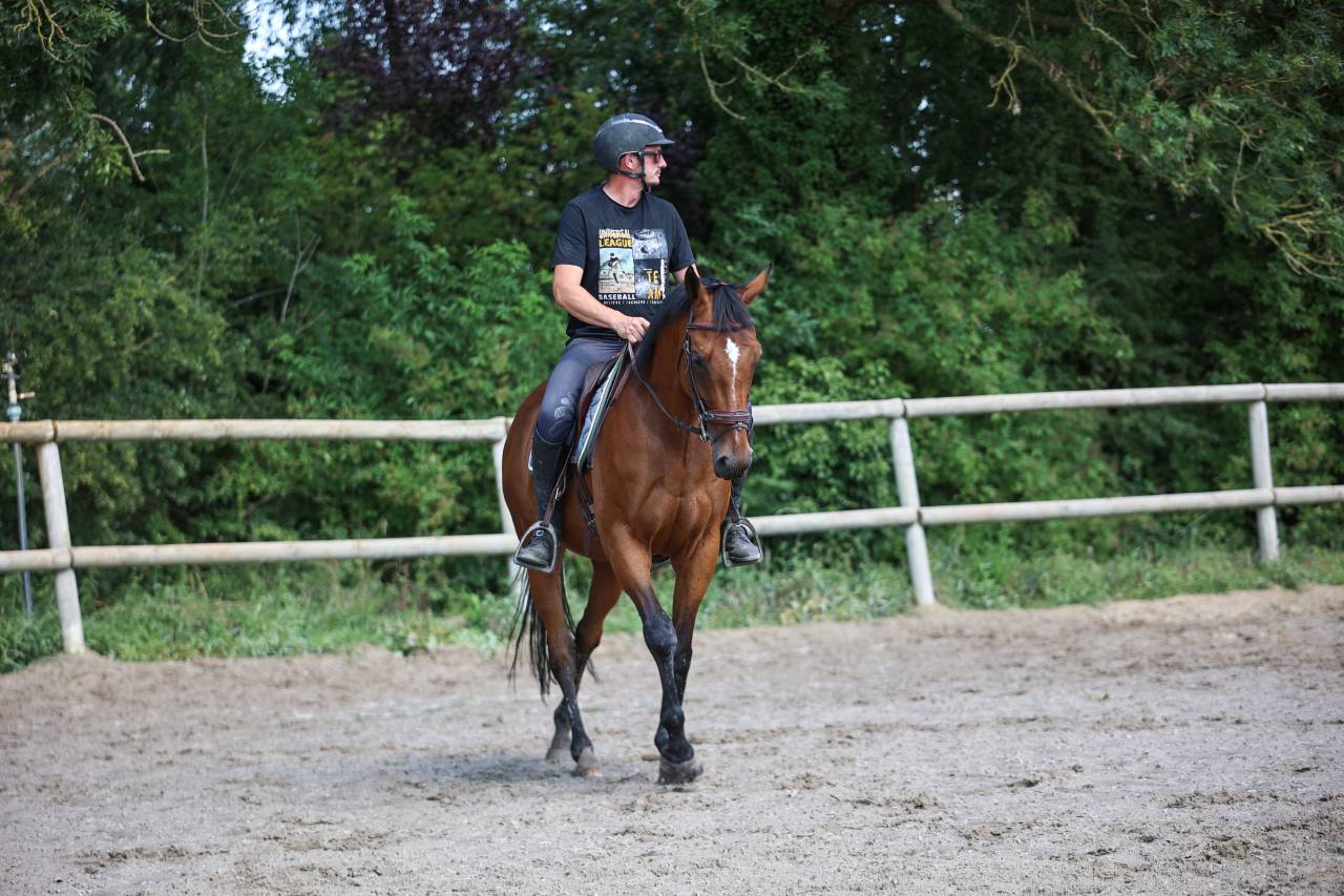 Gelding Thoroughbred For sale 2017 Bay