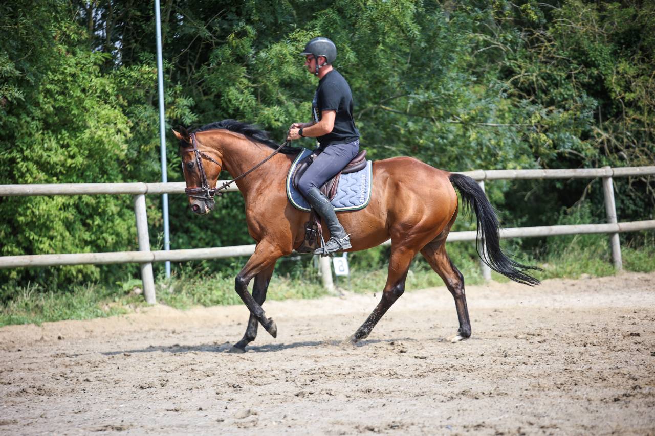 Gelding Thoroughbred For sale 2017 Bay