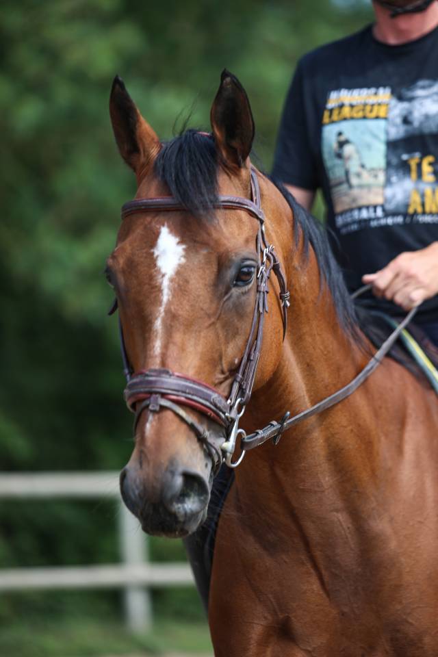Gelding Thoroughbred For sale 2017 Bay