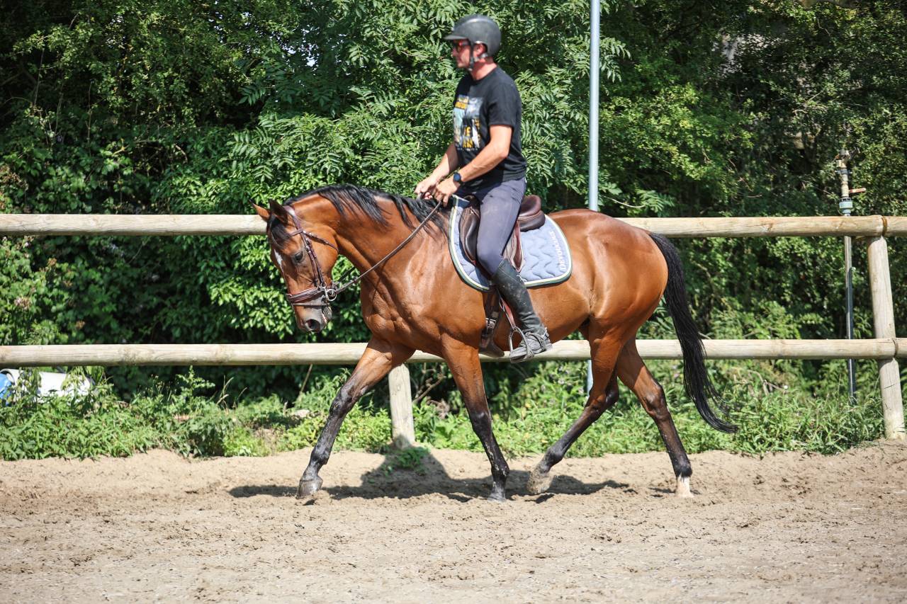 Gelding Thoroughbred For sale 2017 Bay