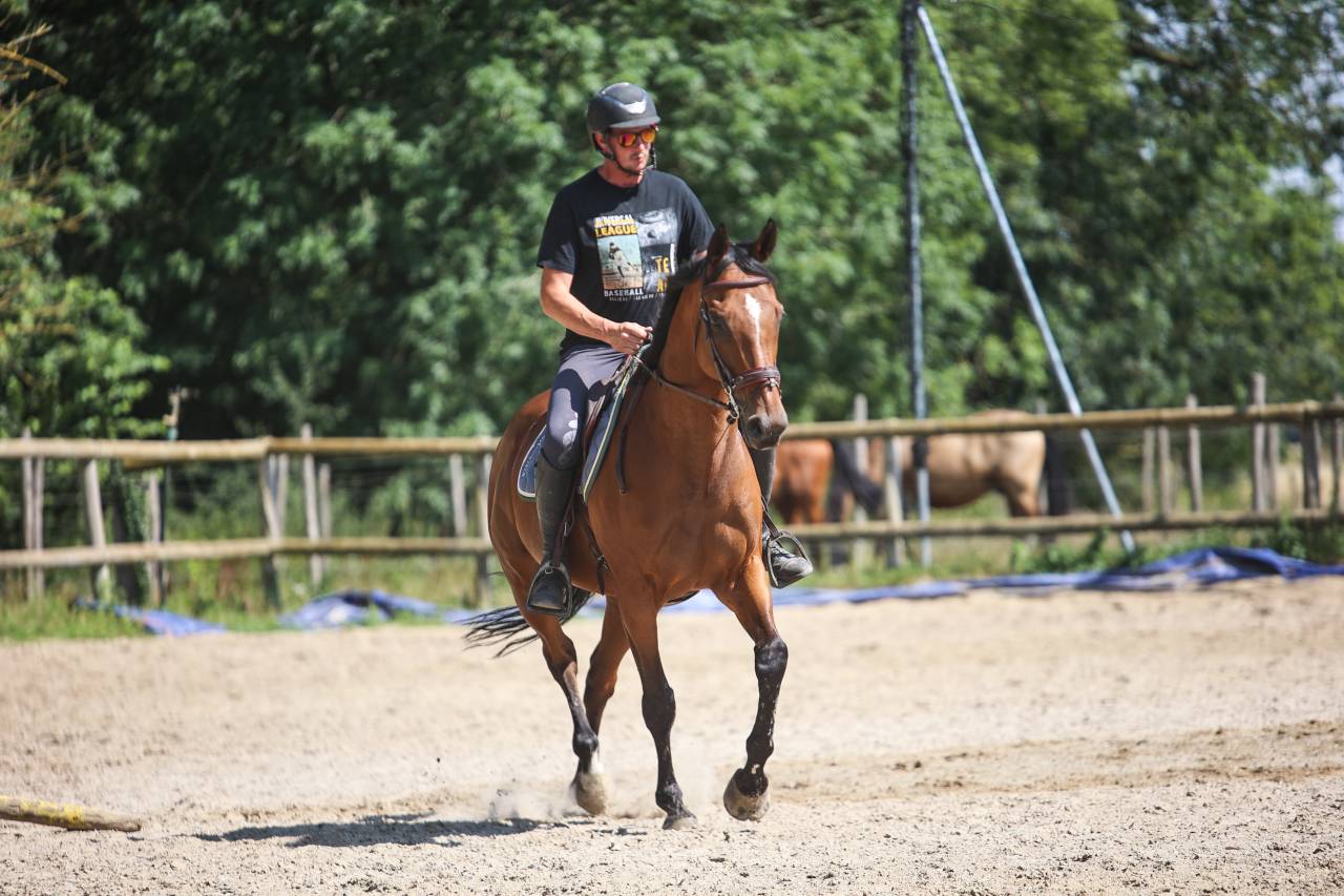 Gelding Thoroughbred For sale 2017 Bay