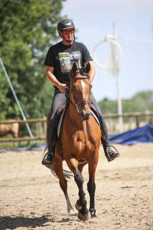 Gelding Thoroughbred For sale 2017 Bay
