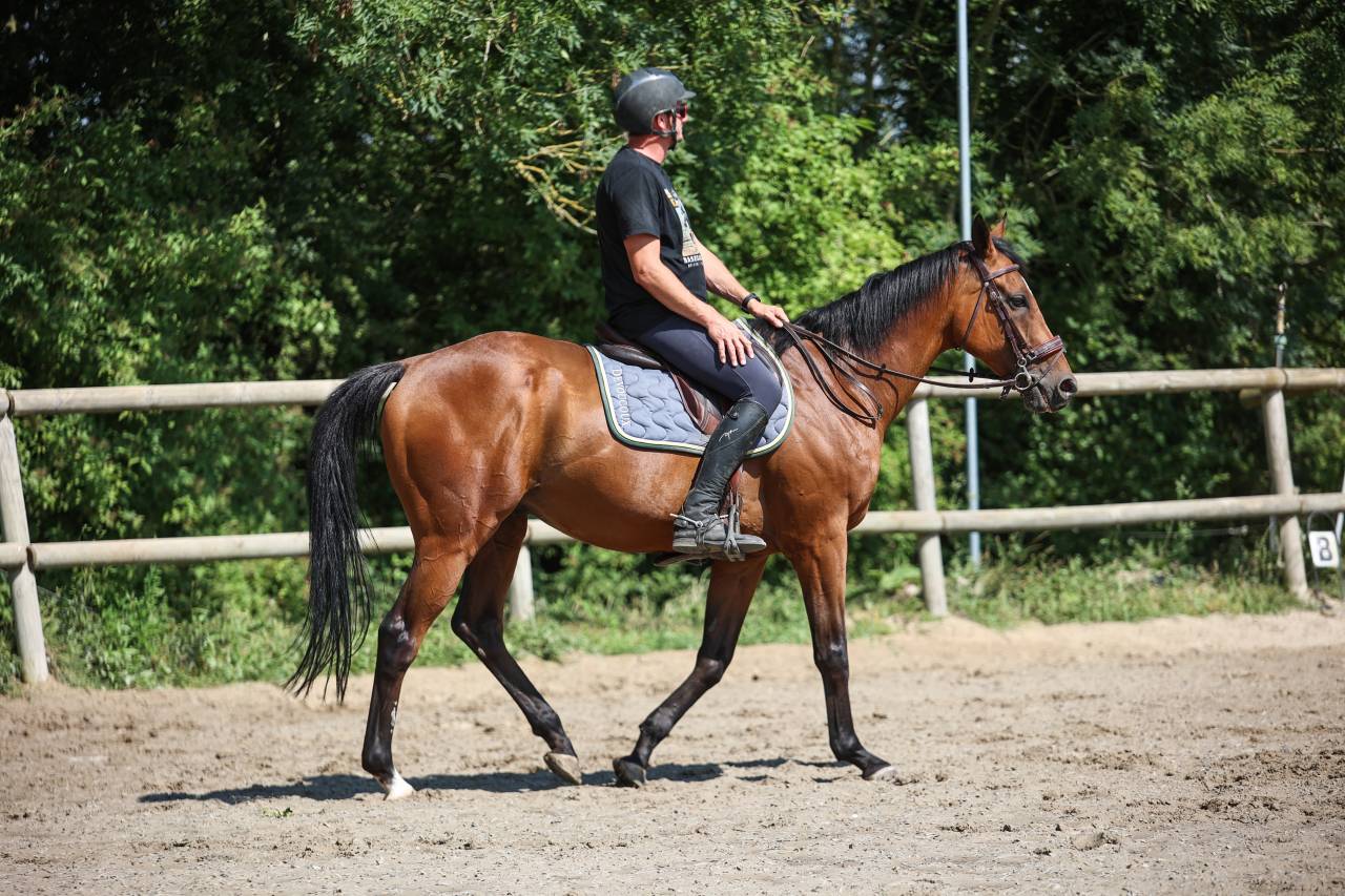 Gelding Thoroughbred For sale 2017 Bay