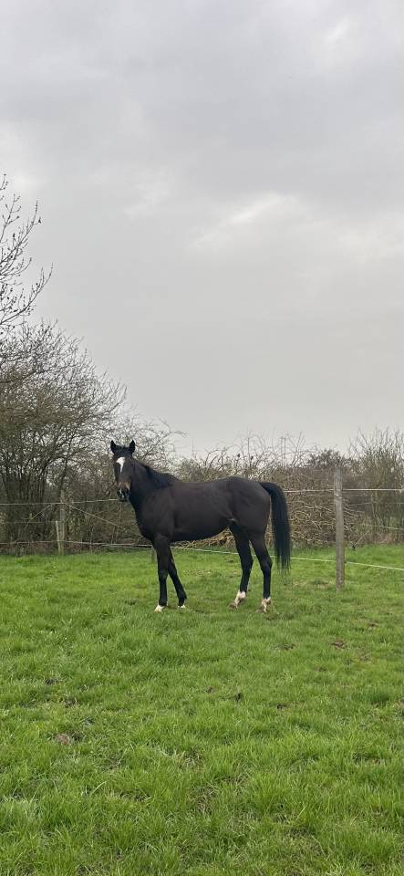 Mare Thoroughbred For sale 2018 Black