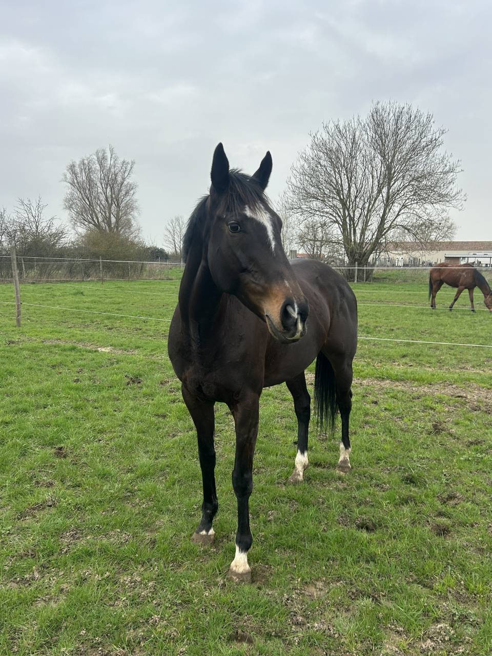 Mare Thoroughbred For sale 2018 Black