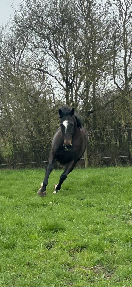 Mare Thoroughbred For sale 2018 Black