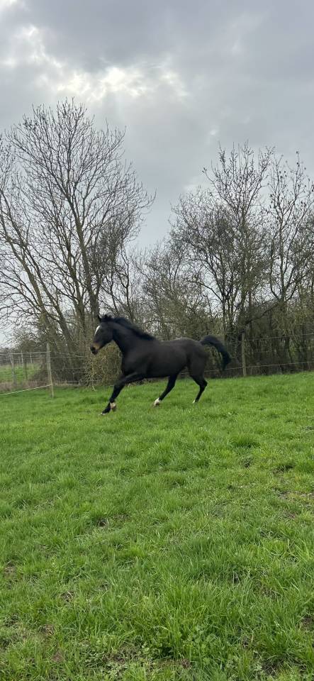 Mare Thoroughbred For sale 2018 Black