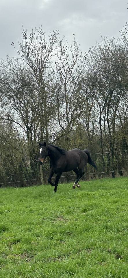 Mare Thoroughbred For sale 2018 Black