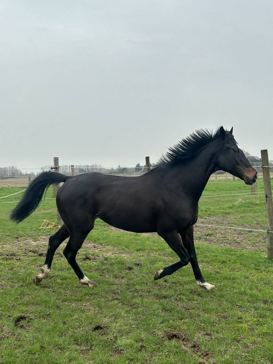 Mare Thoroughbred For sale 2018 Black