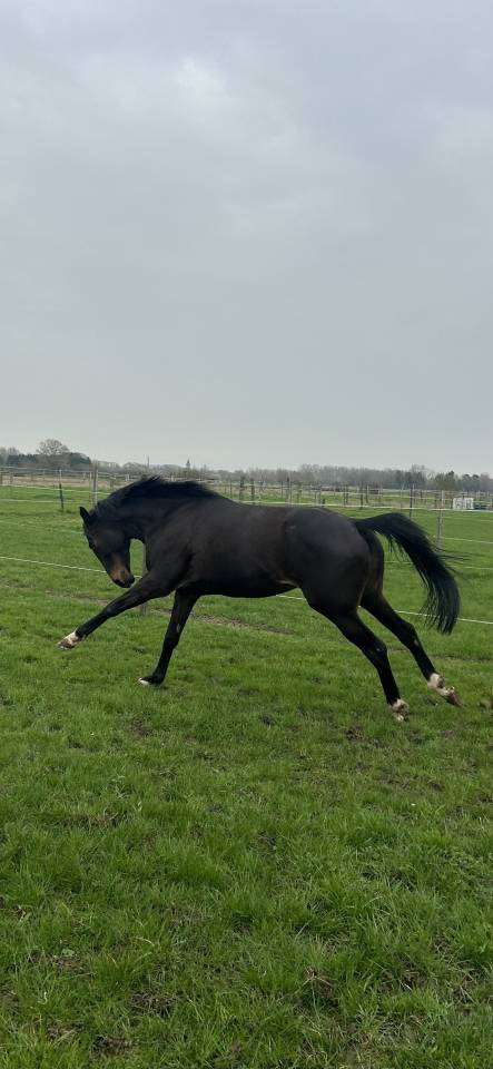 Mare Thoroughbred For sale 2018 Black