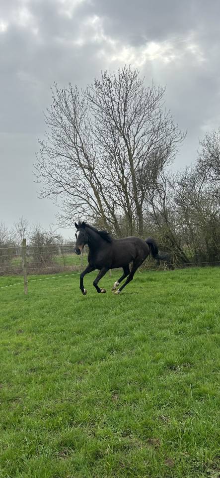 Mare Thoroughbred For sale 2018 Black