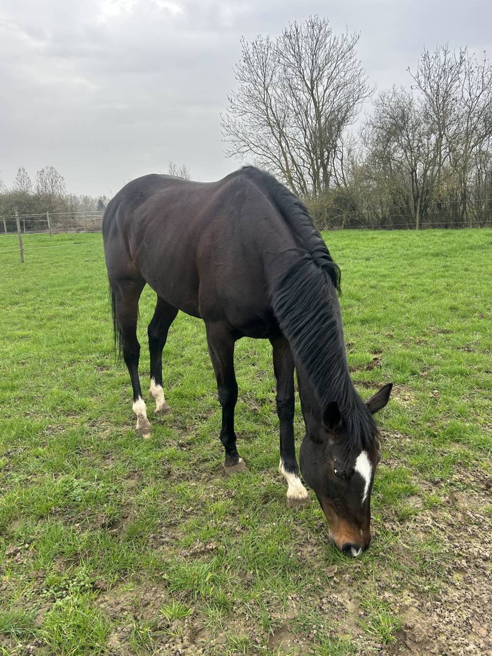 Mare Thoroughbred For sale 2018 Black
