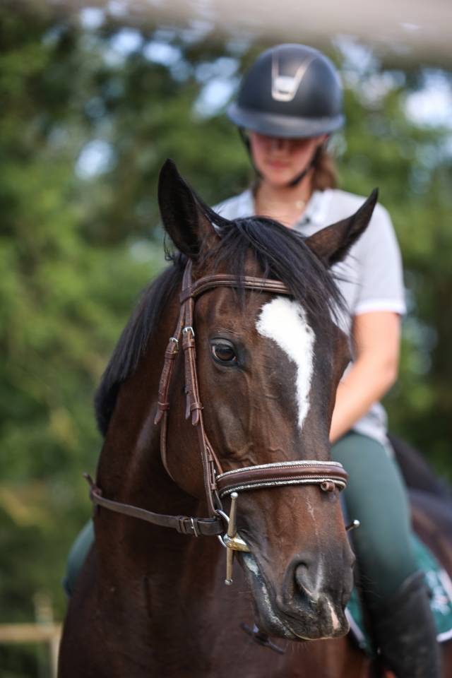 Mare Thoroughbred For sale 2018 Black