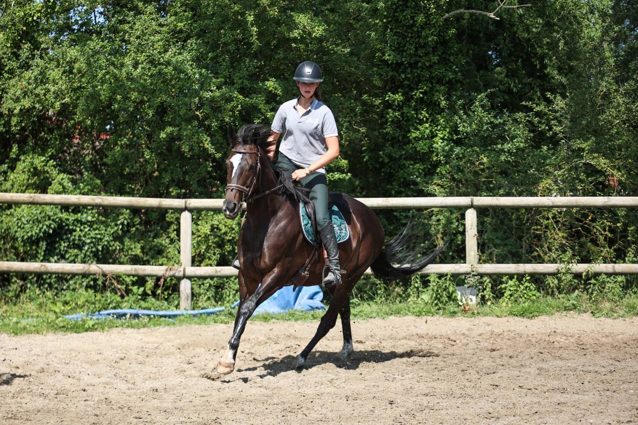 Mare Thoroughbred For sale 2018 Black