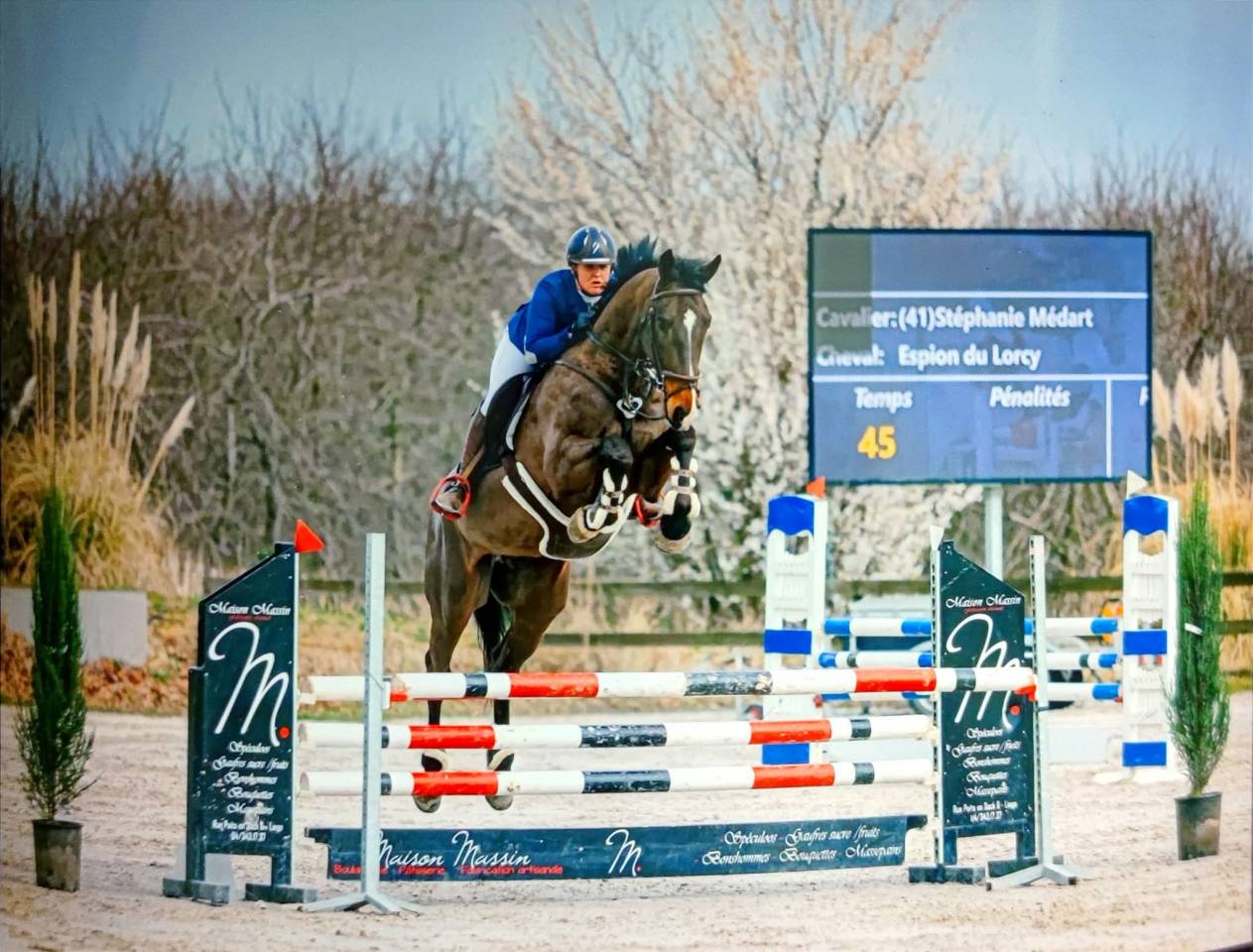 Gelding KWPN Dutch Warmblood For sale 2015 Bay