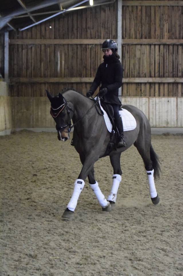 Gelding KWPN Dutch Warmblood For sale 2015 Bay