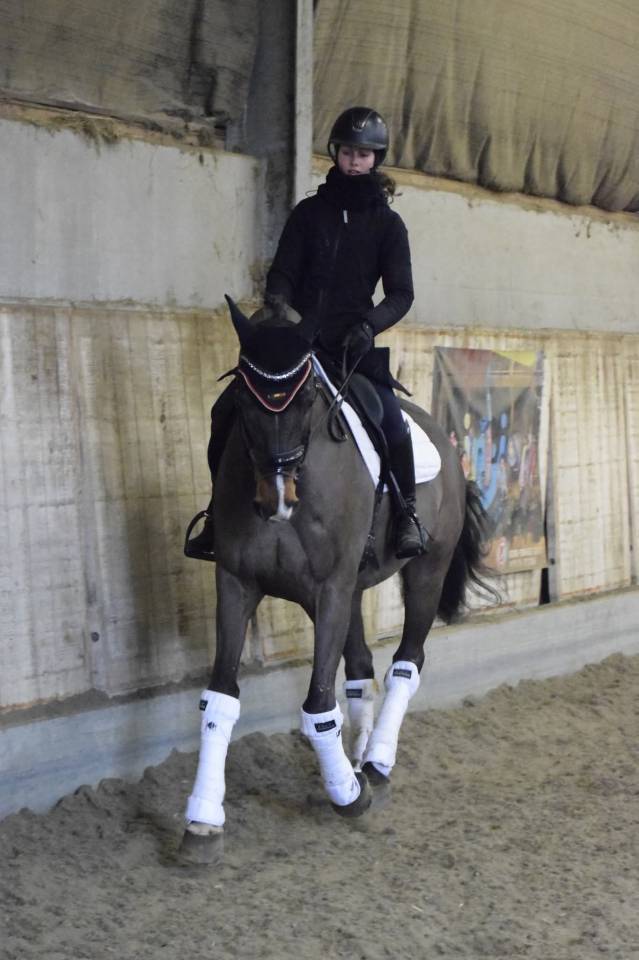 Gelding KWPN Dutch Warmblood For sale 2015 Bay
