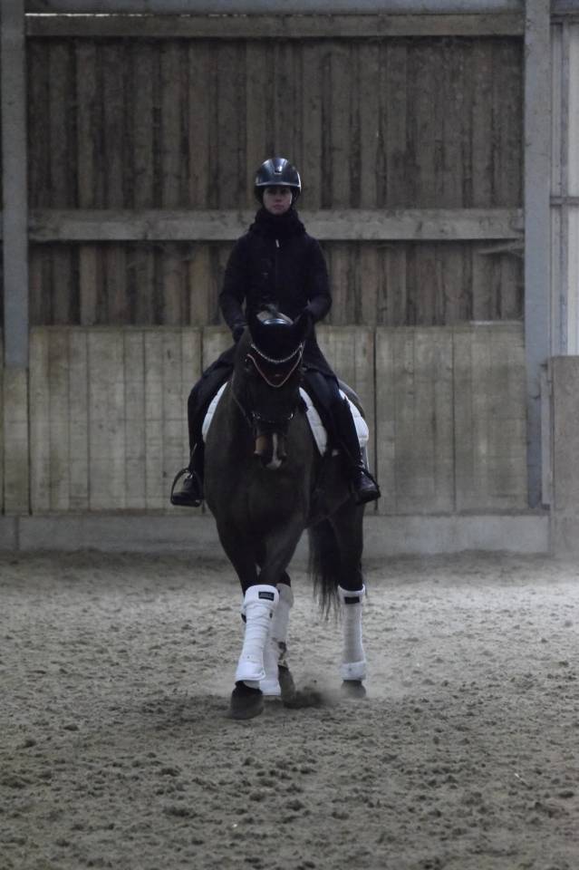 Gelding KWPN Dutch Warmblood For sale 2015 Bay