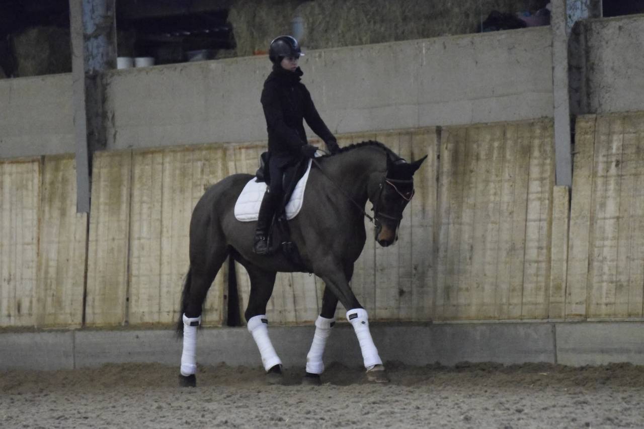 Gelding KWPN Dutch Warmblood For sale 2015 Bay