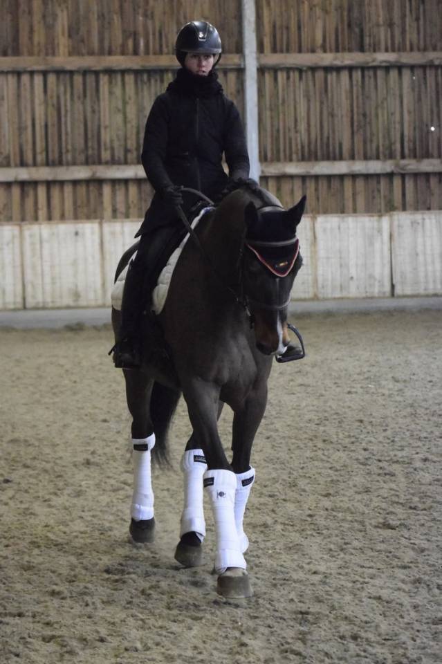Gelding KWPN Dutch Warmblood For sale 2015 Bay