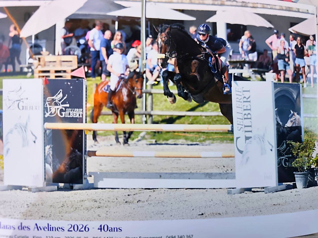 Gelding KWPN Dutch Warmblood For sale 2015 Bay