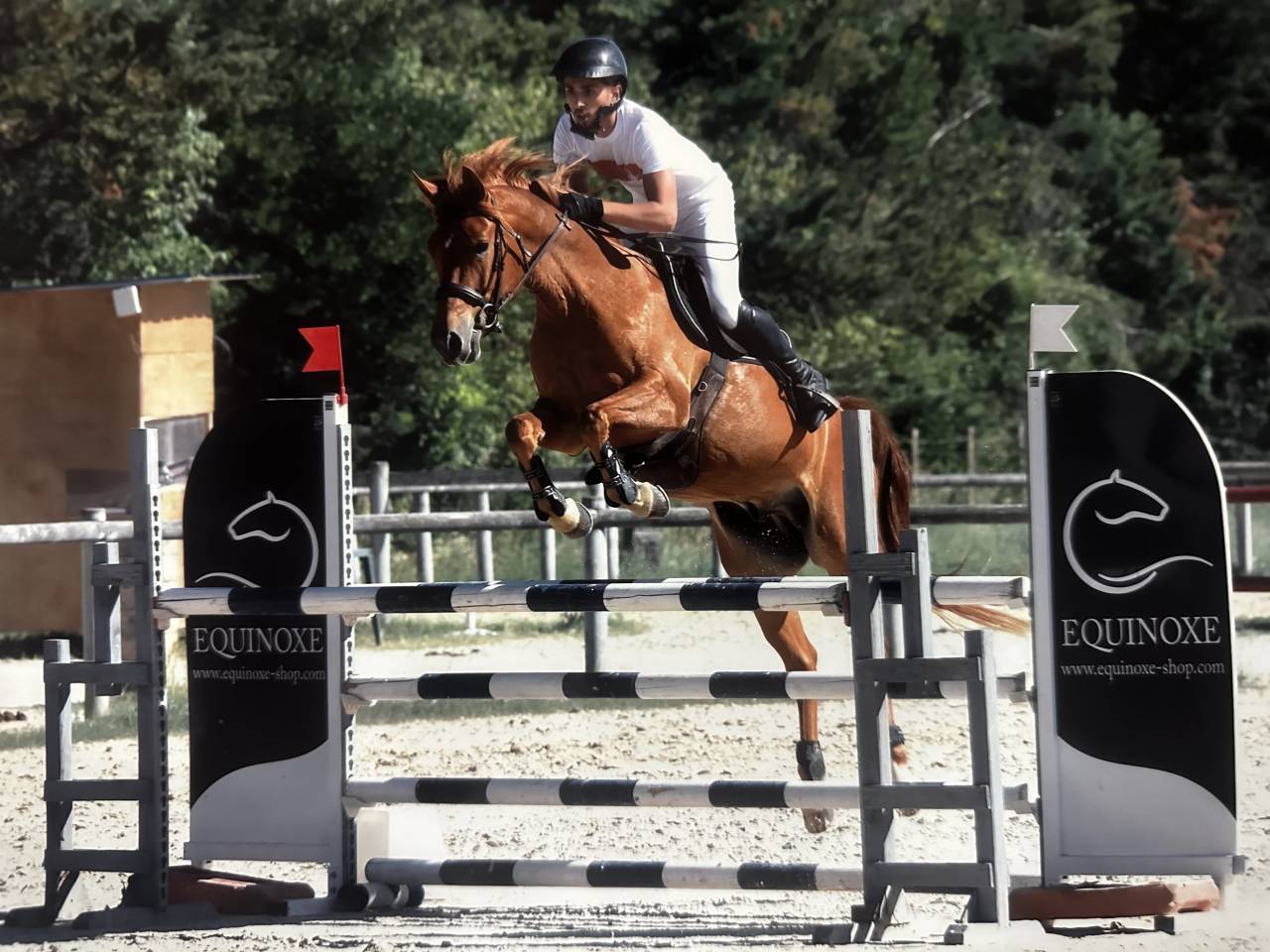 Gelding French Saddle Pony For sale 2019 Chesnut
