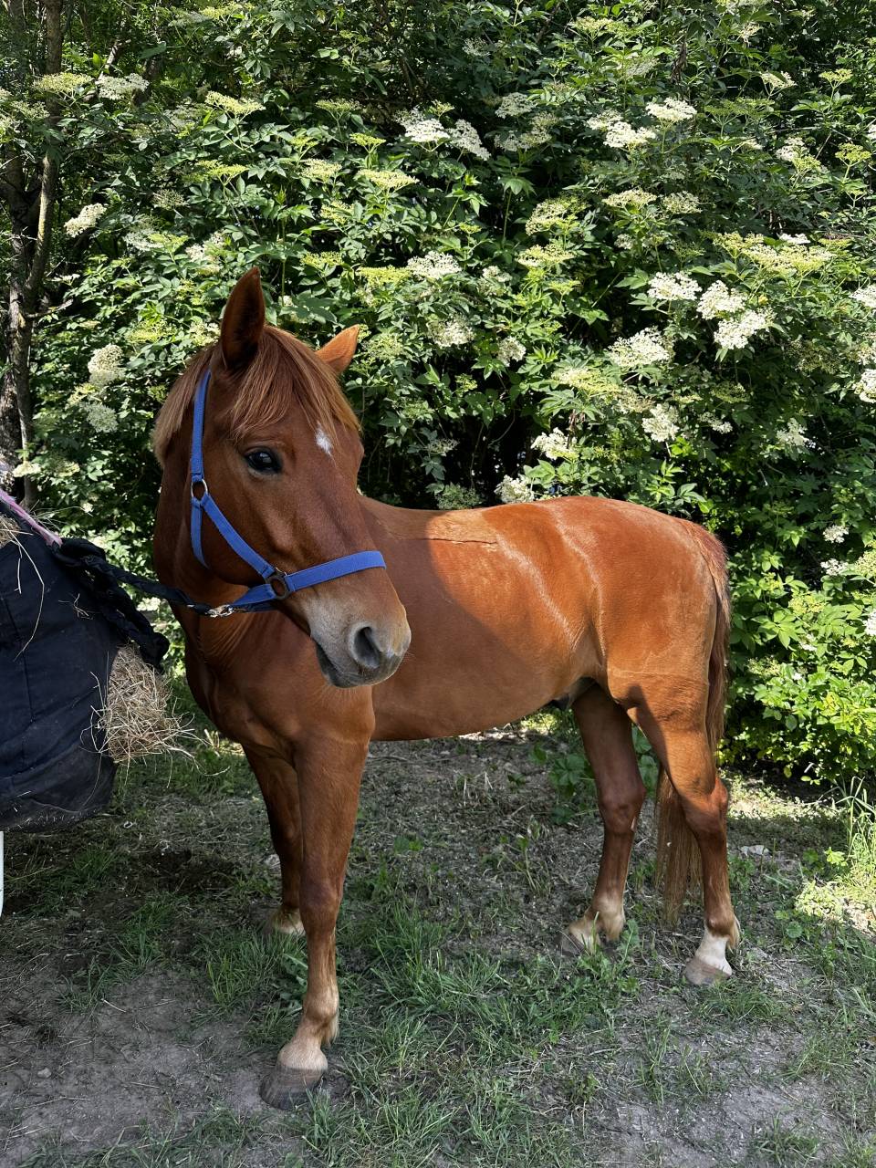 Gelding French Saddle Pony For sale 2019 Chesnut