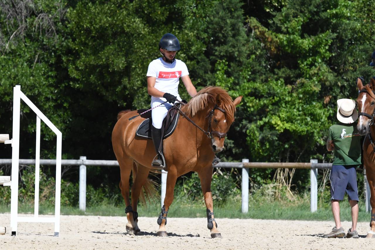 Gelding French Saddle Pony For sale 2019 Chesnut