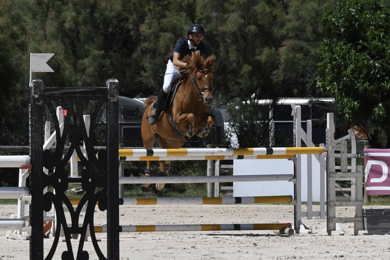 Gelding French Saddle Pony For sale 2019 Chesnut