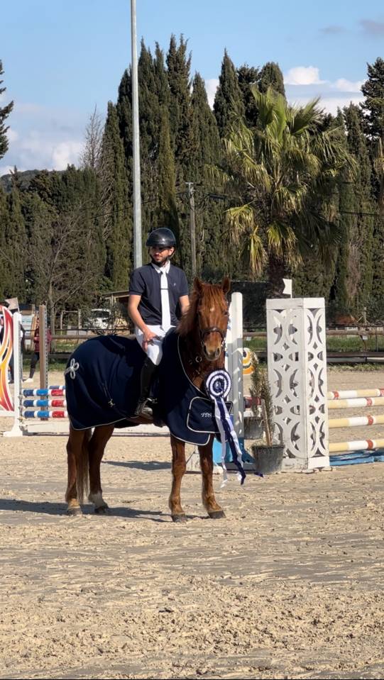 Gelding French Saddle Pony For sale 2019 Chesnut
