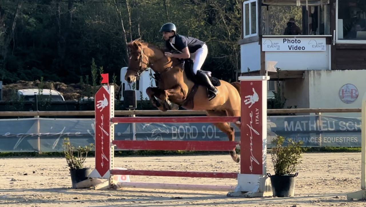 Gelding French Saddle Pony For sale 2019 Chesnut