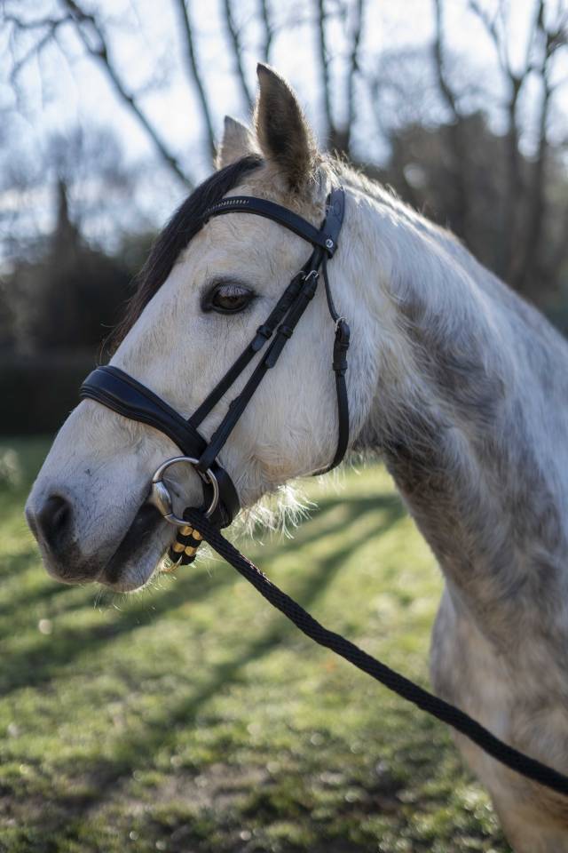 Gelding Connemara For sale 2019 Grey