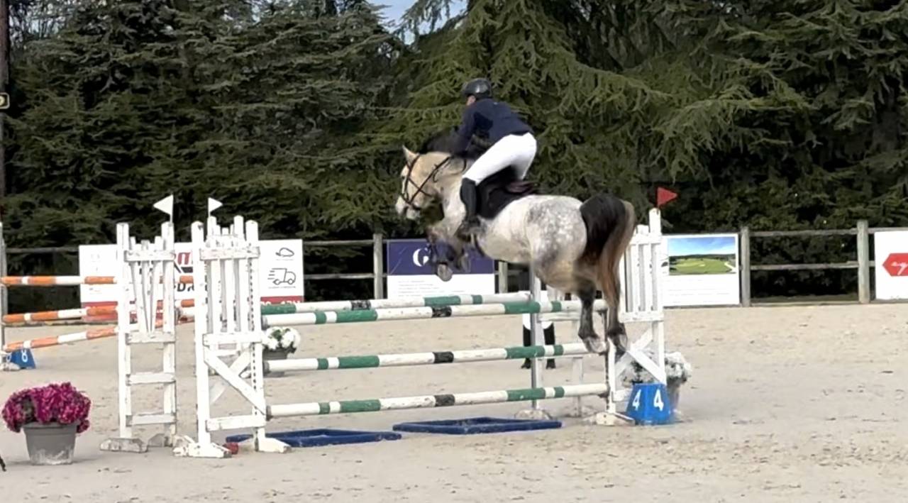 Gelding Connemara For sale 2019 Grey