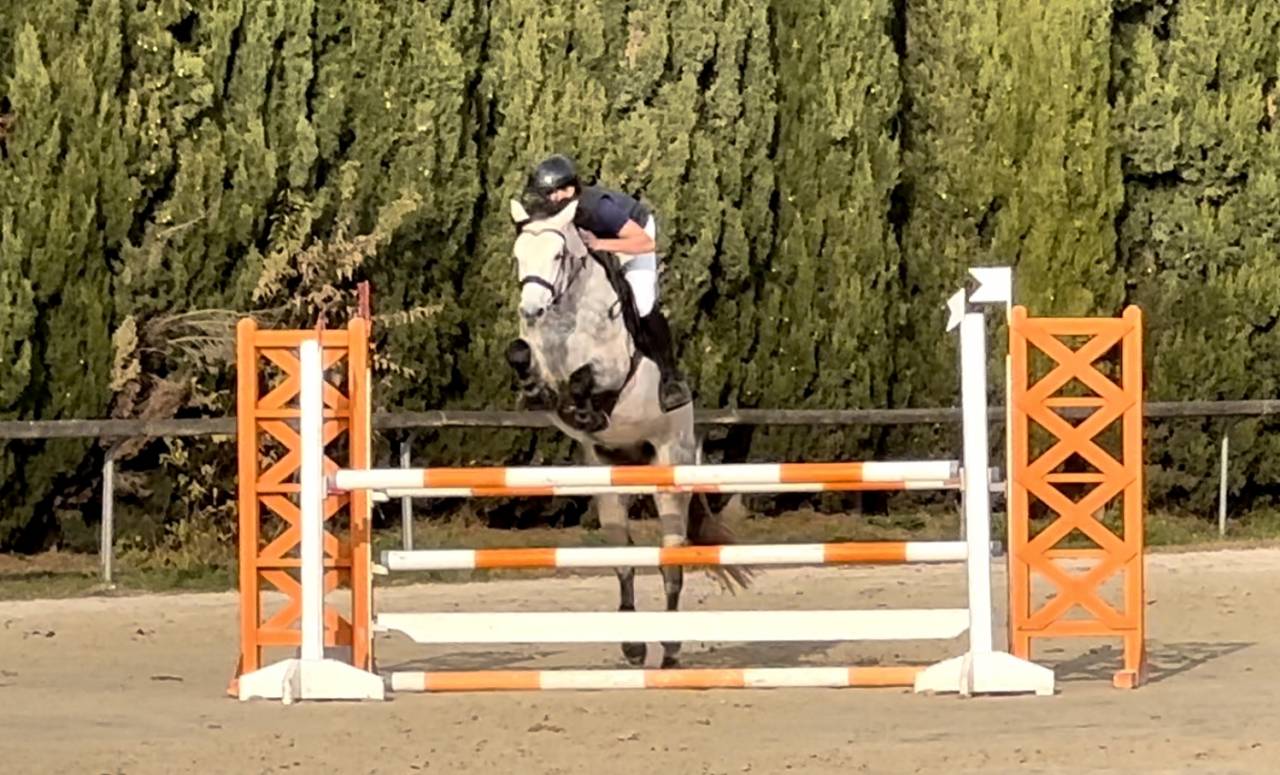 Gelding Connemara For sale 2019 Grey