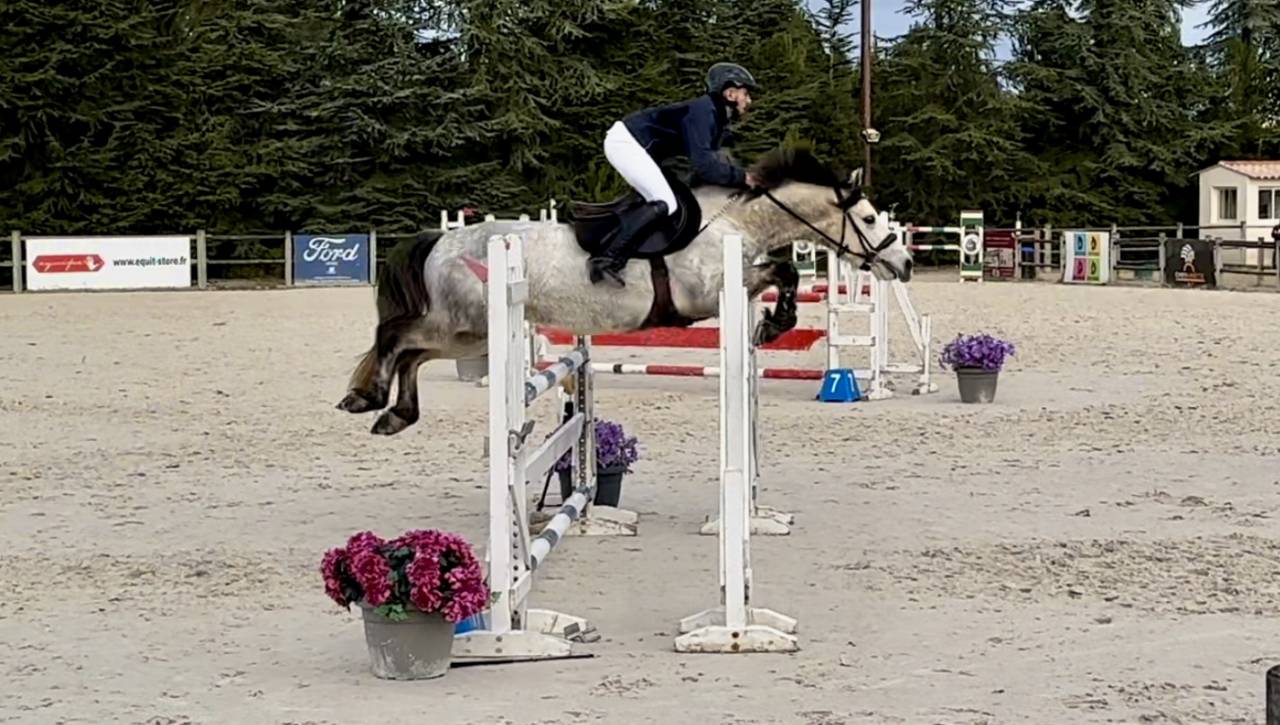 Gelding Connemara For sale 2019 Grey