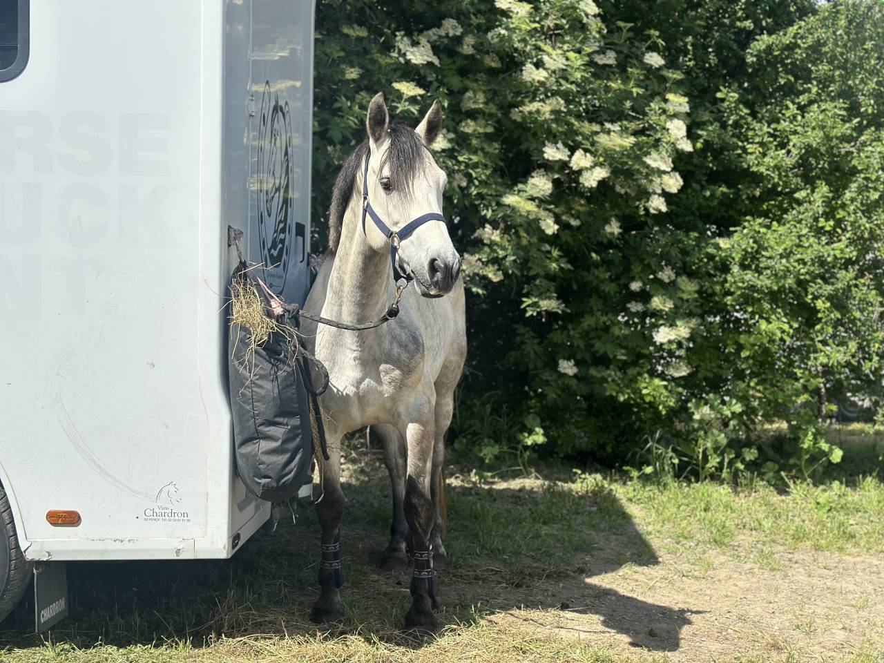 Gelding Connemara For sale 2019 Grey