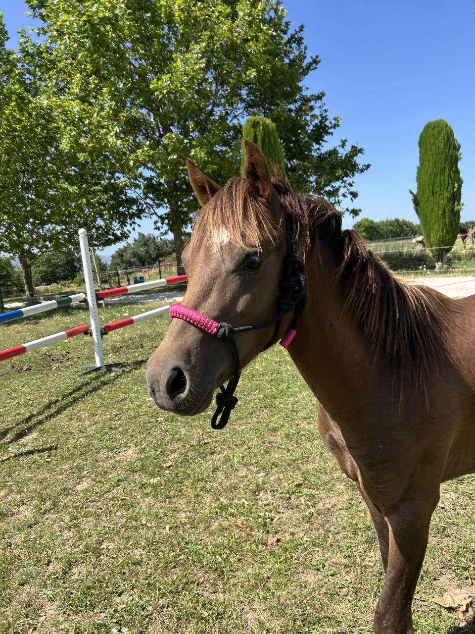 Entire Welsh Pony (Section B) For sale 2024 Bay