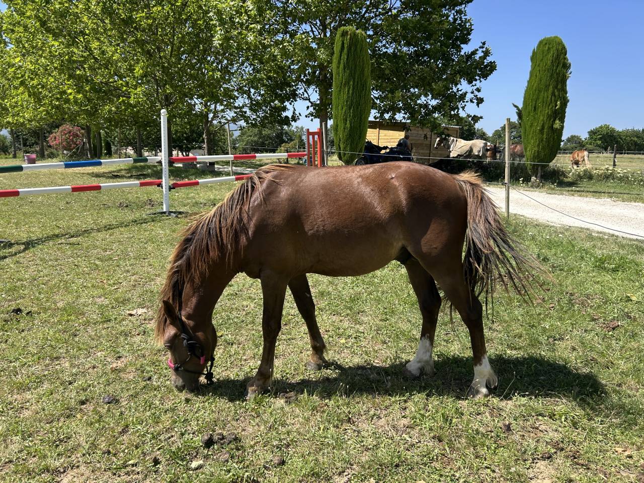 Entire Welsh Pony (Section B) For sale 2024 Bay