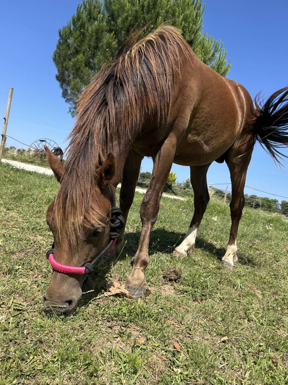 Entire Welsh Pony (Section B) For sale 2024 Bay