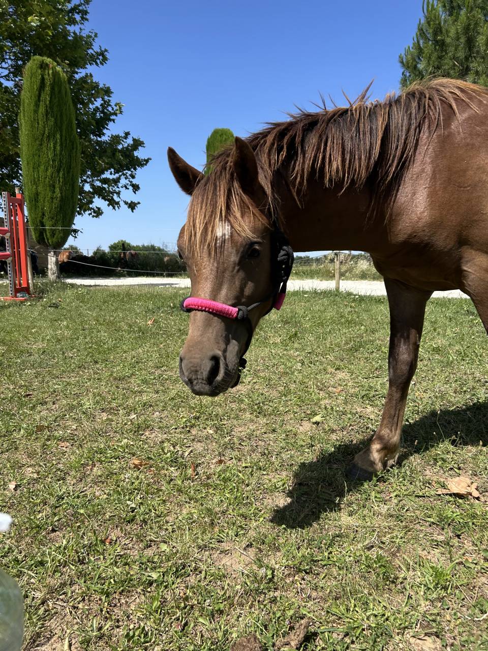 Entire Welsh Pony (Section B) For sale 2024 Bay