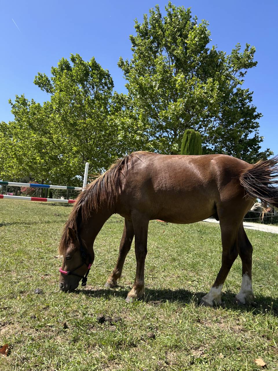 Entire Welsh Pony (Section B) For sale 2024 Bay