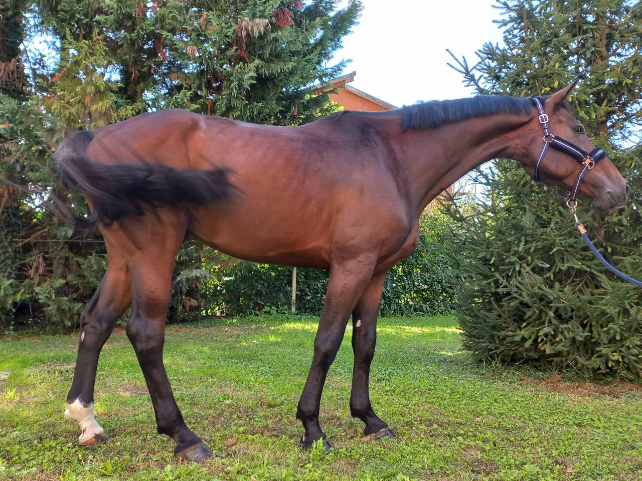 Gelding KWPN Dutch Warmblood For sale 2020 Bay