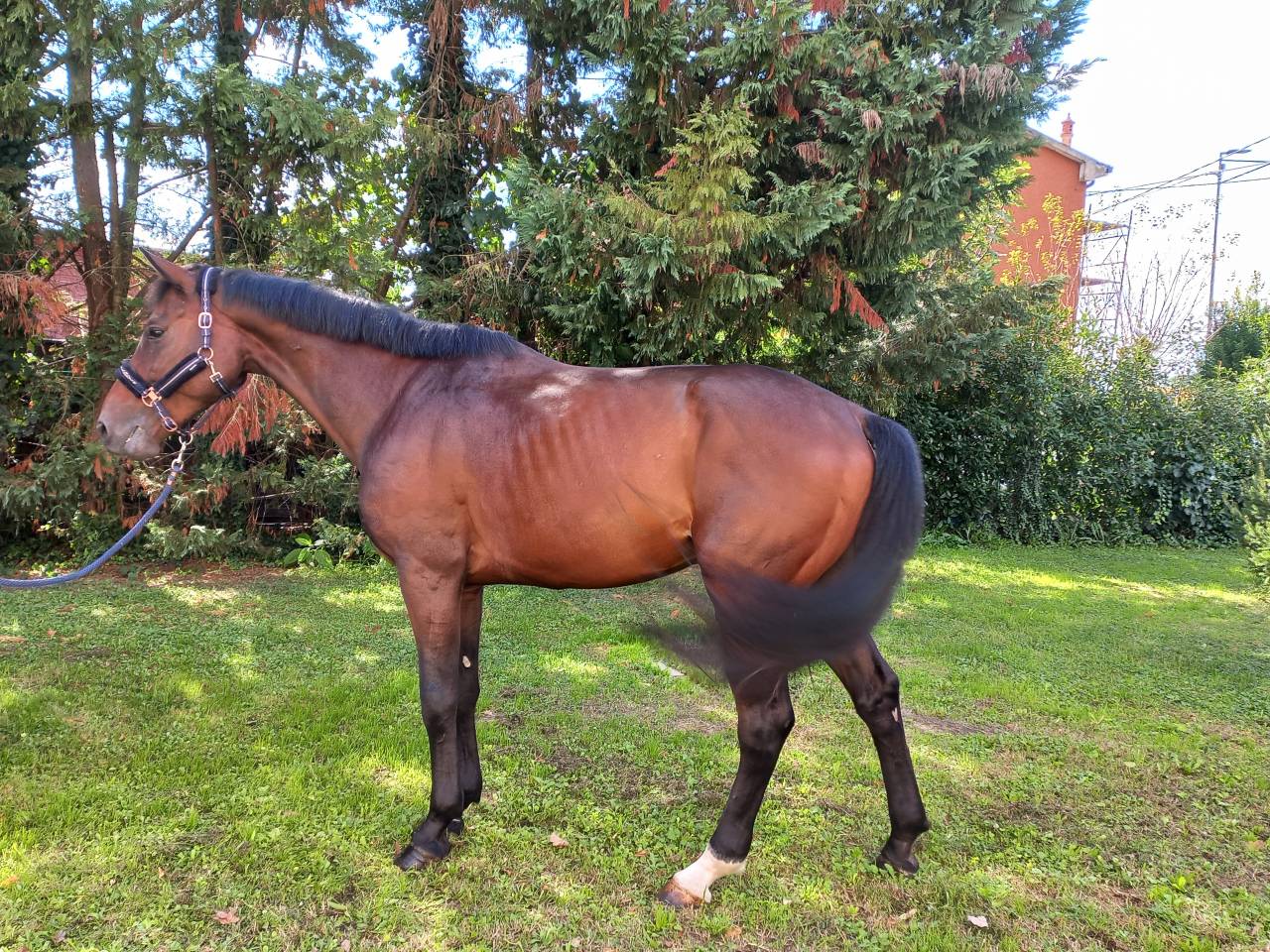 Gelding KWPN Dutch Warmblood For sale 2020 Bay