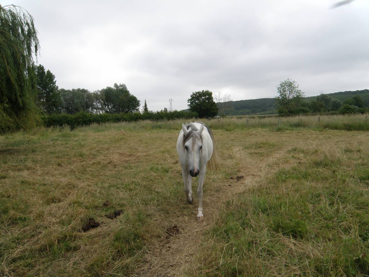 Mare Arabian For sale 2014 Chesnut