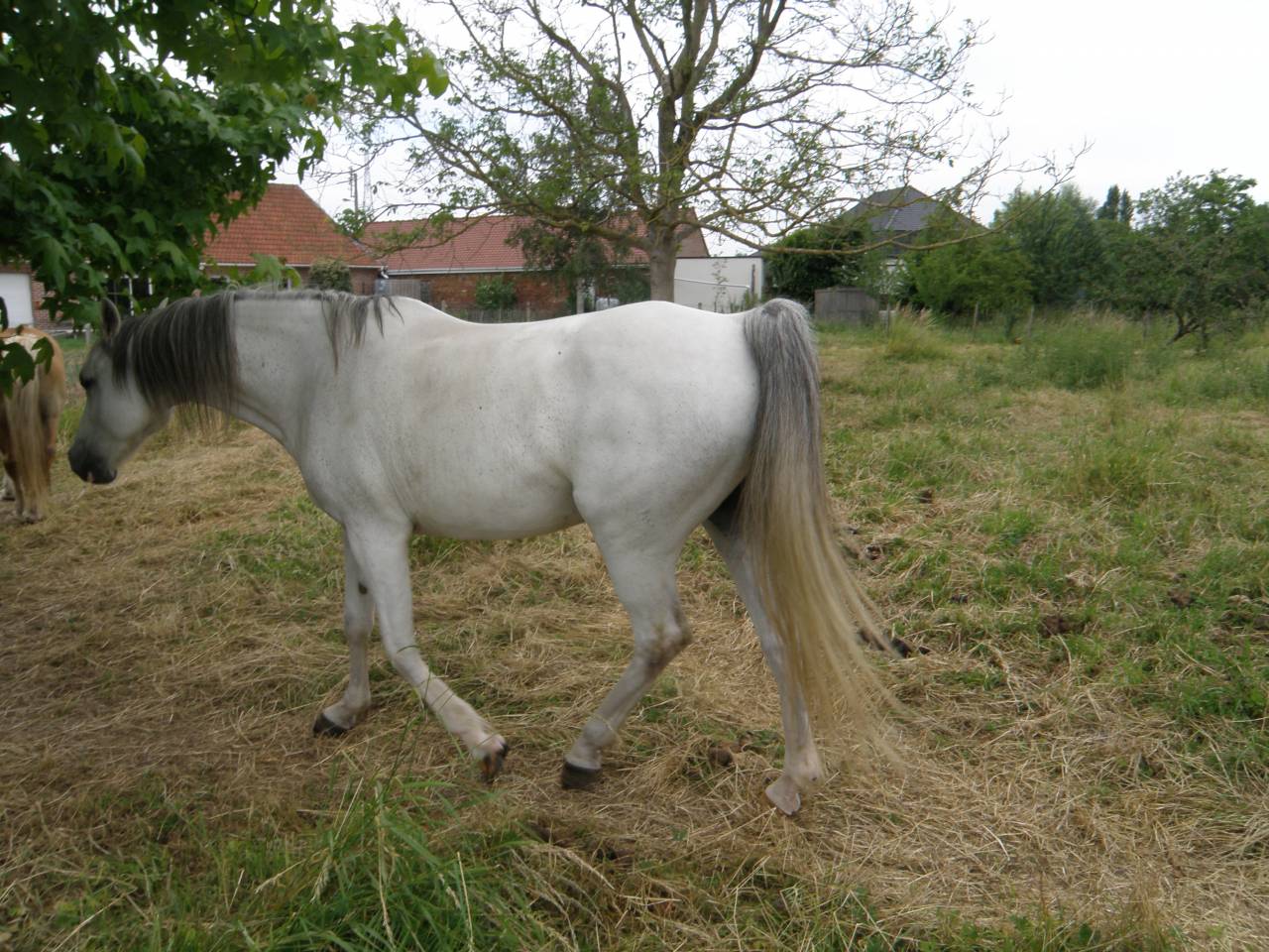 Mare Arabian For sale 2014 Chesnut